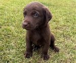 Small #1 Shepradors
