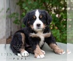 Small #6 Bernese Mountain Dog-Cavalier King Charles Spaniel Mix