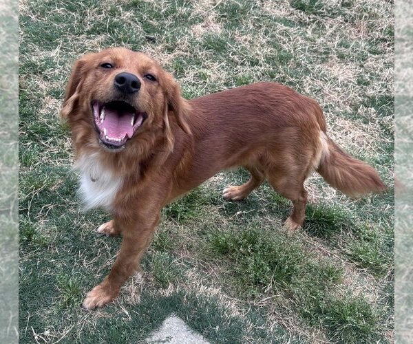 Medium Photo #3 Retriever -Unknown Mix Puppy For Sale in Boston, MA, USA