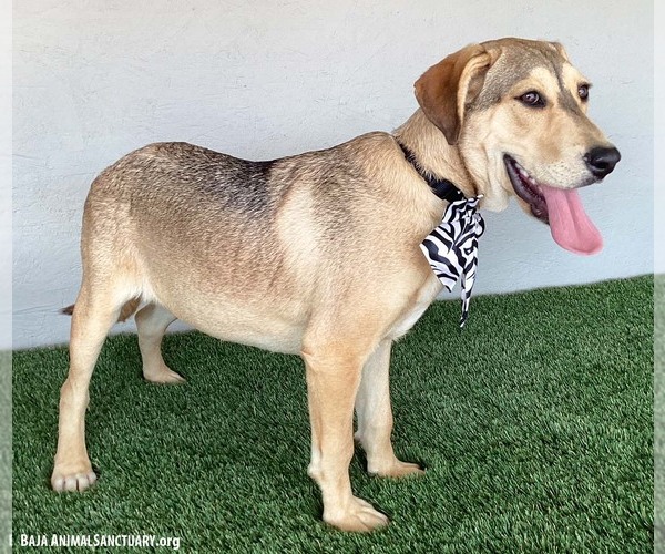 Medium Photo #3 Labbe Puppy For Sale in San Diego, CA, USA