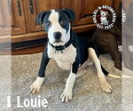 Small Great Dane-Staffordshire Bull Terrier Mix