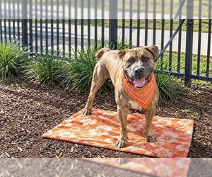 BANNER - Male Mutt Dog for Adoption - Photo #5