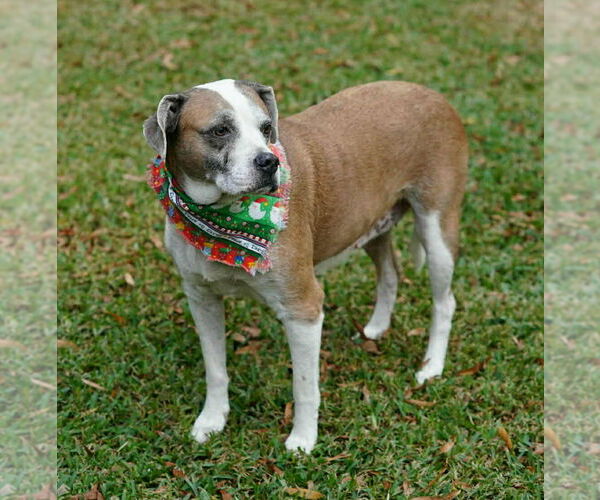 Medium Photo #7 Boxer-Unknown Mix Puppy For Sale in Boonton, NJ, USA