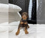 Small Photo #4 Doberman Pinscher Puppy For Sale in BUCKEYE, AZ, USA