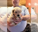 Small Photo #2 Golden Retriever Puppy For Sale in TUCKERMAN, AR, USA