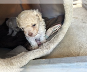 Poodle (Toy) Puppy for sale in MORENO VALLEY, CA, USA