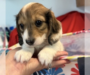 Dachshund Puppy for Sale in ASHLAND, Nebraska USA