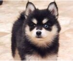 Small #6 Pomsky