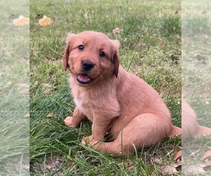 Golden Retriever Puppy for Sale in MONON, Indiana USA