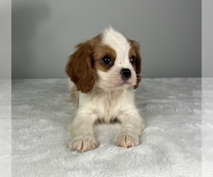 Cavalier King Charles Spaniel Puppy for sale in FRANKLIN, IN, USA