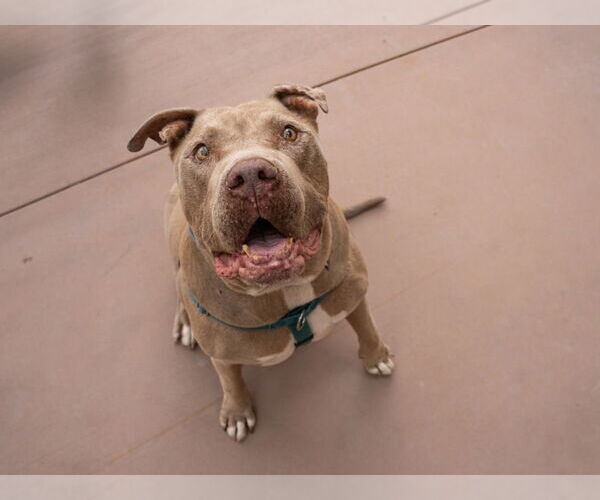 Medium Photo #2 American Staffordshire Terrier-Unknown Mix Puppy For Sale in Lake Forest, CA, USA