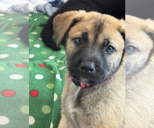 Labrador Retriever-Unknown Mix Dogs for adoption in San Diego, CA, USA