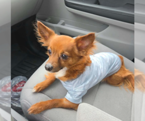 Lorax in TX - Male Chihuahua-Unknown Mix Dog for Adoption - Photo #2