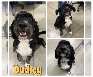 Mutt Dogs for adoption in Pierceton , IN, USA