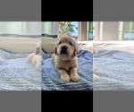 Small Photo #5 Golden Retriever Puppy For Sale in HENDERSON, NV, USA