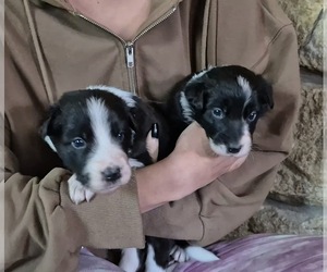 Border-Aussie Litter for sale in BLUE RIVER, WI, USA