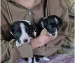 Image preview for Ad Listing. Nickname: Litter of 2