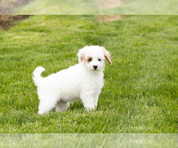 Medium Photo #5 Goldendoodle (Miniature) Puppy For Sale in WOLCOTTVILLE, IN, USA