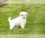 Small #4 Goldendoodle (Miniature)