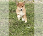 Small Photo #10 Shiba Inu Puppy For Sale in CANOGA, NY, USA