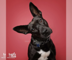 Small #18 Labrador Retriever Mix
