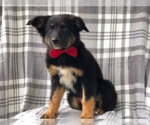 Australian Shepherd-English Shepherd Mix Puppy for sale in LAKELAND, FL, USA