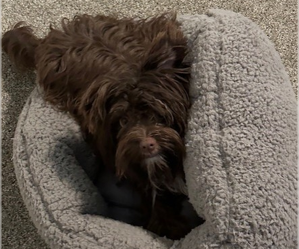 Medium Photo #9 Havanese-Unknown Mix Puppy For Sale in Brooklyn Center, MN, USA