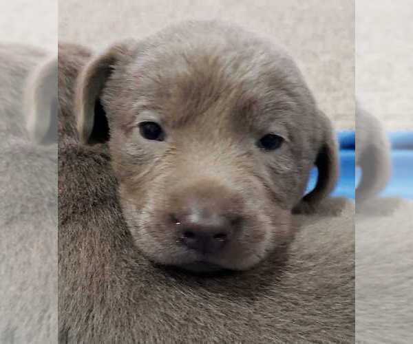 Medium Photo #28 Labrador Retriever Puppy For Sale in OLYMPIA, WA, USA