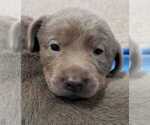 Small Photo #28 Labrador Retriever Puppy For Sale in OLYMPIA, WA, USA