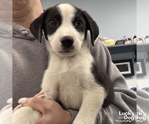 Borador Dogs for adoption in Washington, DC, USA