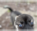 Small #17 Alaskan Klee Kai-Pomsky Mix