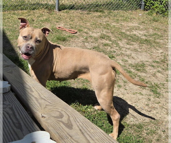 Medium Photo #4 Mutt Puppy For Sale in Glen Allen, VA, USA