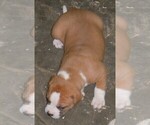 Small Photo #2 American Bulldog Puppy For Sale in OPELIKA, AL, USA