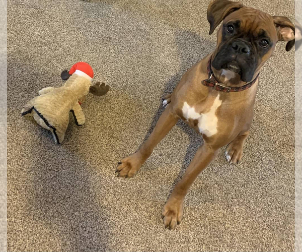 Medium Photo #1 Boxer Puppy For Sale in ROCKFORD, MI, USA