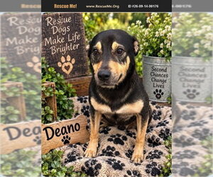 German Shepherd Dog Dogs for adoption in Benton, PA, USA