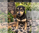 Deano - Male German Shepherd Dog Dog for Adoption - Small photo