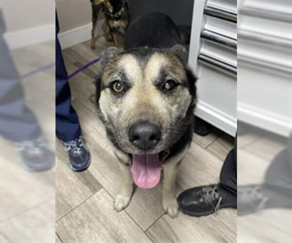 Medium Photo #1 Gerberian Shepsky Puppy For Sale in Redlands, CA, USA