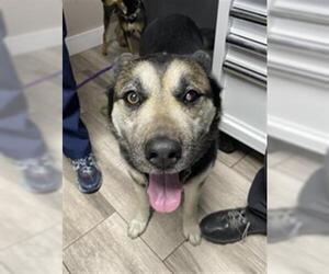 Gerberian Shepsky Dogs for adoption in Redlands, CA, USA