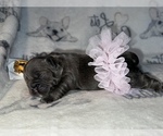 Small Photo #27 French Bulldog Puppy For Sale in MIMS, FL, USA