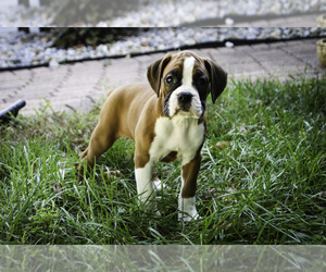 Boxer Puppy for sale in SHIPSHEWANA, IN, USA