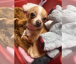 Small #1 Chihuahua