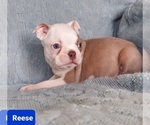 Small Photo #26 Boston Terrier Puppy For Sale in POMEROY, OH, USA