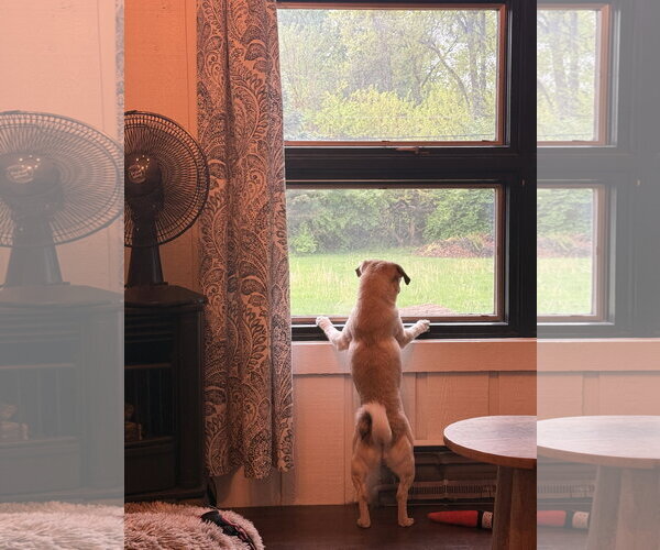 Medium Photo #2 Pug Puppy For Sale in Indianapolis, IN, USA