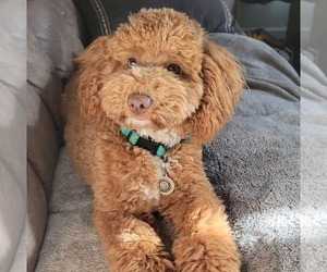 Father of the Poodle (Standard) puppies born on 04/19/2025