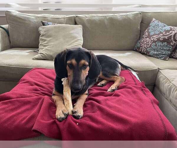 Medium Photo #4 Basset Hound-German Shepherd Dog Mix Puppy For Sale in Petaluma, CA, USA