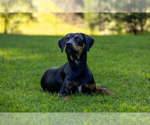 Sitka~Fee sponsored! - Male Labrador Retriever-Unknown Mix Dog for Adoption - Photo #4