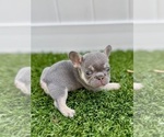 Small #1 French Bulldog