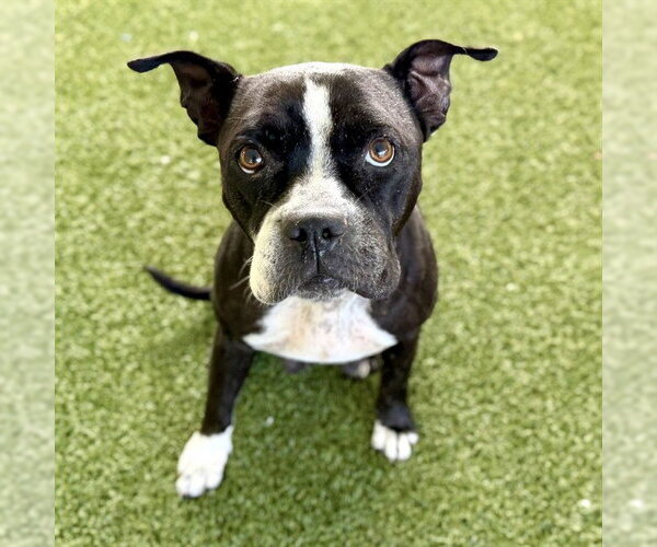 Medium Photo #2 Boston Terrier-Unknown Mix Puppy For Sale in Tavares, FL, USA