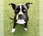 Small #1 Boston Terrier Mix