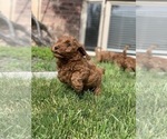 Small Photo #15 Goldendoodle (Miniature) Puppy For Sale in SYRACUSE, UT, USA